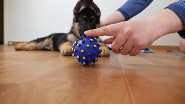 一个穿着浴衣的男人在家里和一只德国牧羊犬玩耍 — 图库视频影像