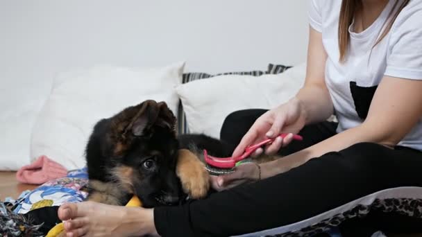 Una mujer está cuidando a su perro pastor alemán, peinando el pelo de los cachorros con un cepillo de perro. mascotas favoritas — Vídeos de Stock