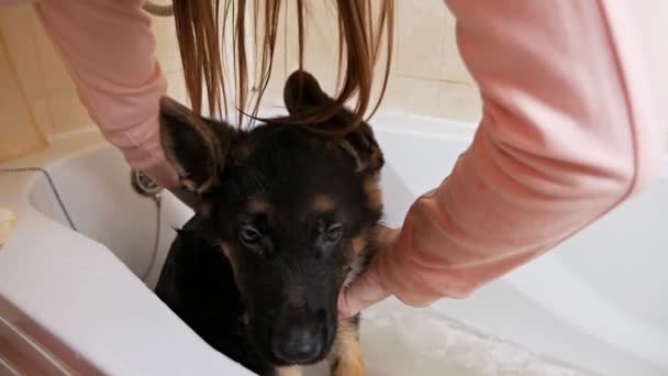 Pastor alemán toma una ducha con jabón y agua en el baño en casa, la chica baña a un lindo cachorro. Cuidado de mascotas — Vídeo de stock