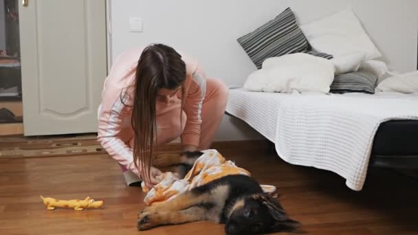 한 여자가 자기 애완 동물을 돌보고, 화장실에서 목욕 한 후에 수건을 사용하여 독일의 양치기 강아지를 말린다. 관리 개념 — 비디오