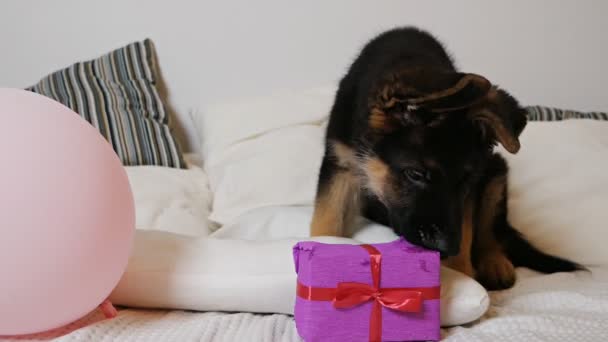 Un simpatico cucciolo di pastore tedesco si trova su un letto bianco e gioca con una scatola di regalo rosa — Video Stock