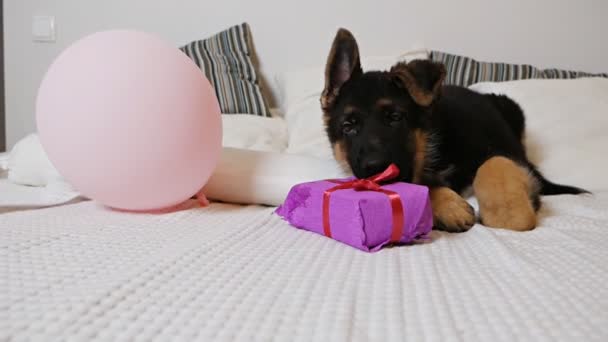 Милый немецкий щенок-овчарка лежит на белой кровати и играет с коробкой розового подарка — стоковое видео