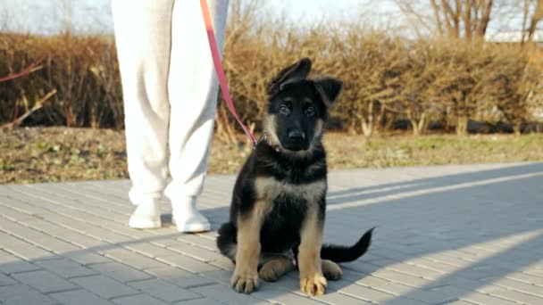 春天，一只德国牧羊犬坐在小巷里，等待女主人走路 — 图库视频影像