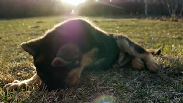 Alman çoban köpeği köpek yavrusu yeşil çimlerde. Safkan bir köpeğin yavrusu. — Stok video