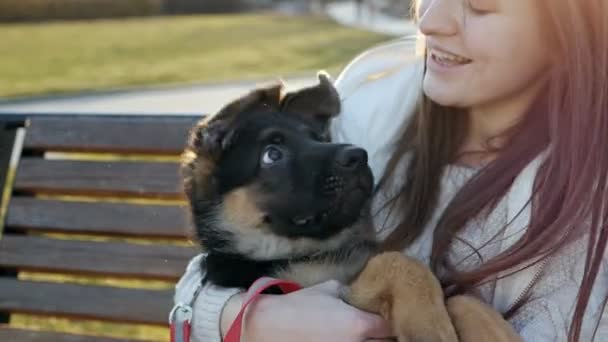 Slow motion A German Shepherd puppy is sitting in the arms of its mistress. Caring for animals. Walk with animals — Stock Video