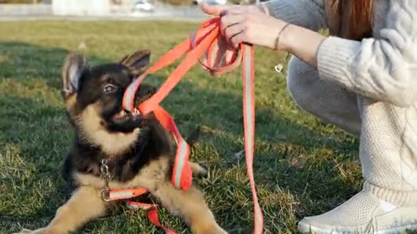 Il cucciolo di pastore tedesco al rallentatore giace nell'erba verde, il proprietario del cane la accarezza e gioca con lei. Cane cucciolo di razza — Video Stock