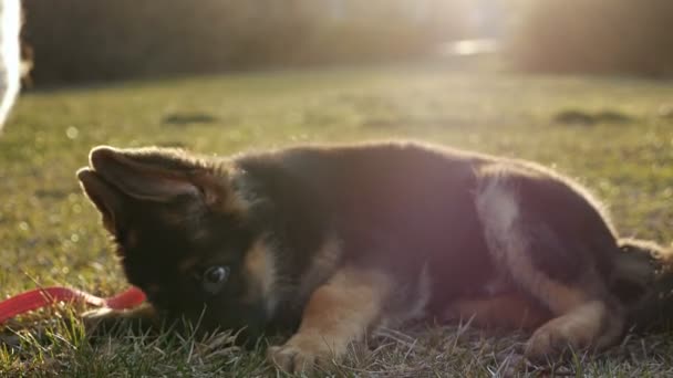 Movimento lento.Filhote de cachorro pastor alemão na grama verde. Filhote de cachorro de um cão de raça pura — Vídeo de Stock
