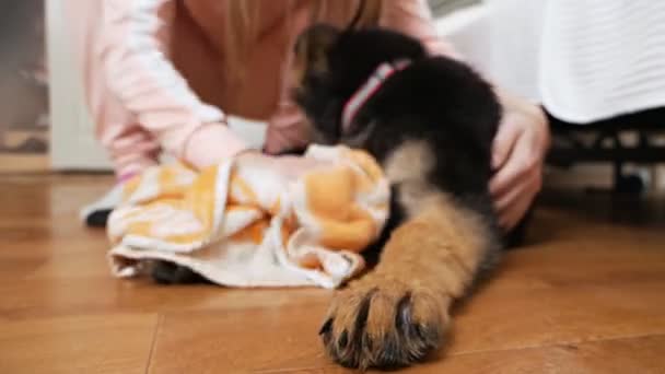 Vrouw zorgt voor haar huisdier, droogt kleine hond na bad douche in de badkamer, met behulp van handdoek. Verzorgingsconcept — Stockvideo