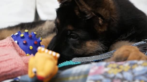 Retrato de un cachorro pastor negro de dos meses con sus juguetes favoritos — Vídeos de Stock