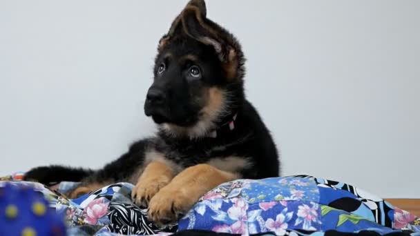 A young German shepherd lies on the floor and rests in the living room of the house — Stock Video