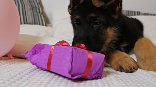 Slow motion. A cute German shepherd puppy lies on a white bed and plays funny with a box of pink gift, trying to open a gift, a ribbon. Slow shot, pets — Stock Video