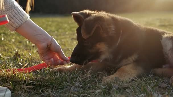 Yavaş hareket. Alman Çoban Köpeği yeşil çimlerde. Safkan bir köpeğin yavrusu. — Stok video