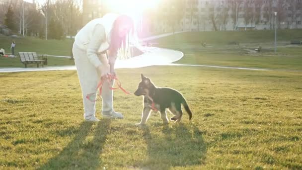Vonzó stílusos lány játszik egy kiskutya a parkban. Lassú mozgás. kutya élvezi napos naplemente szabadban, nevetés és futás lány — Stock videók