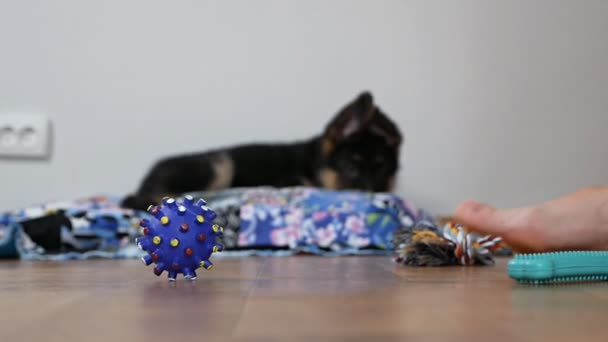 2 maanden oude hond met speelgoed. Duitse herder puppy op de vloer met speelgoed, close-up van de meisjes benen stapte op de puppys speelgoed. Huisdieren concept — Stockvideo