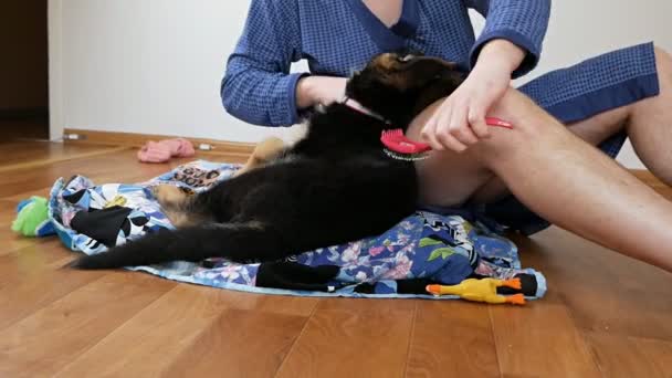 El dueño del perro peina a su mascota en casa en el suelo. Amistad entre hombre y perro. Concepto de mascotas y animales — Vídeo de stock