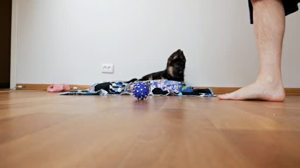 Zbliżenie męskich nóg nadepnęło na zabawkę szczeniaka, owczarek niemiecki szczeniak rozrzucił zabawki po mieszkaniu, wychowując psa — Wideo stockowe