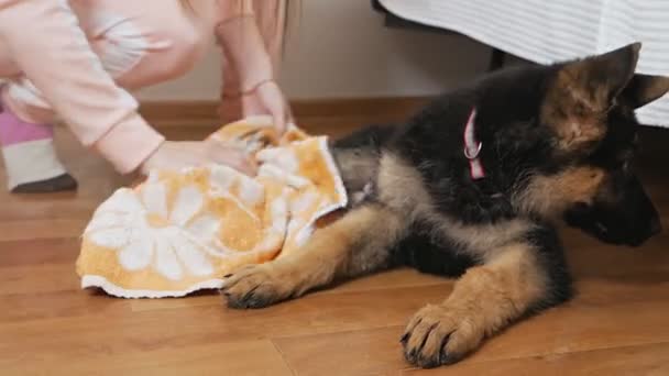 Mulher cuidando de seu animal de estimação, secando pouco cão após banho chuveiro no banheiro, usando toalha. Conceito de preparação — Vídeo de Stock