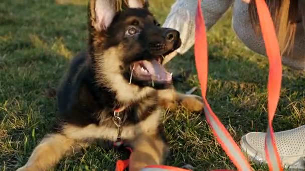 Αργή κίνηση Γερμανικό κουτάβι βοσκός βρίσκεται στο πράσινο γρασίδι, ο ιδιοκτήτης του σκύλου χαϊδεύει της και παίζει μαζί της. Καθαρόαιμο κουτάβι — Αρχείο Βίντεο