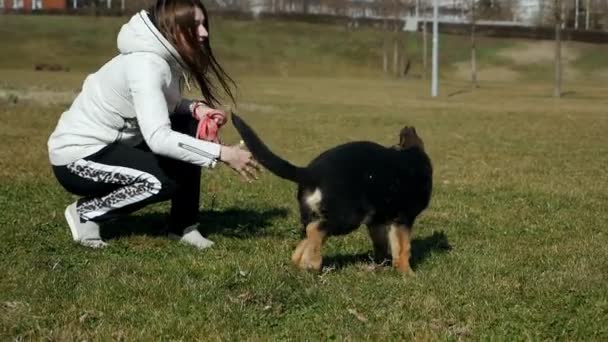 Girl plays ball with a German shepherd puppy on a green field. Pets.Slow motion — Stock Video