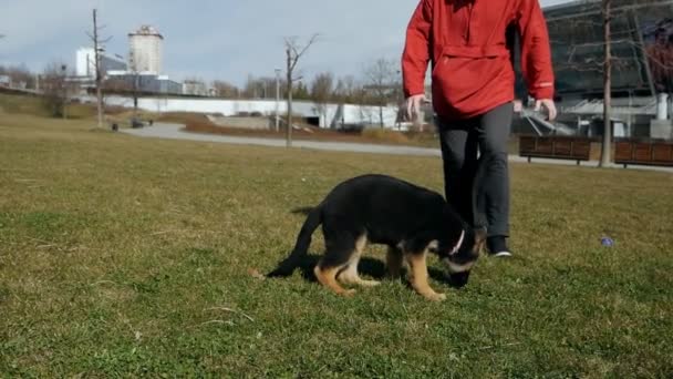 Een man die met zijn Duitse herdershond op het trainingsveld loopt. — Stockvideo