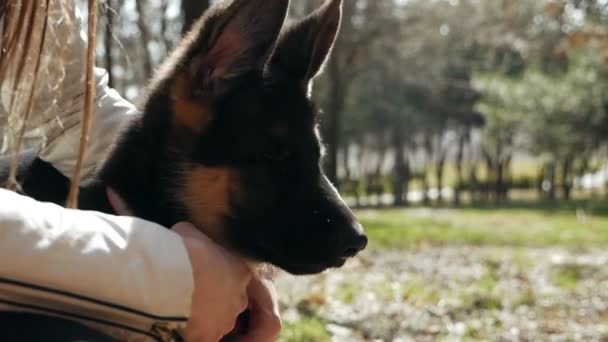 Η ιδιοκτήτρια ενός σκύλου που χαϊδεύει ένα όμορφο κουτάβι. Έννοια του τρόπου ζωής, της αγάπης και της φιλίας — Αρχείο Βίντεο