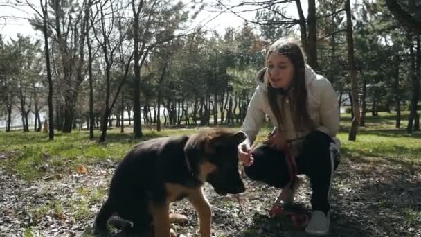 La niña, la dueña del perro, pasea por el parque con un cachorro pastor alemán. Camping, concepto de amor amistad. — Vídeos de Stock