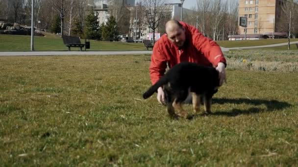 Bir adam çimlerin üzerinde Alman çoban köpeği oynuyor. Düşük atış. Düşük hareket. — Stok video