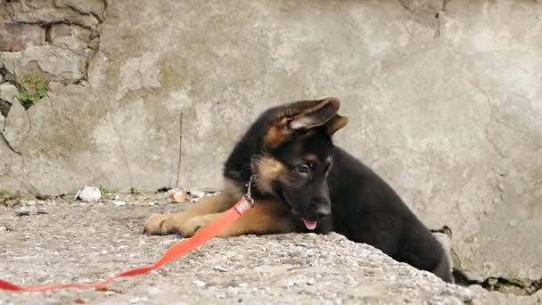 Cachorro pastor alemán con una correa. Cachorro en un paseo. Retrato de un lindo cachorro — Vídeos de Stock
