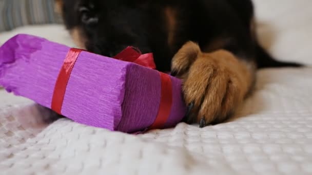 Un lindo cachorro pastor alemán está acostado en una cama blanca y está jugando divertido con una caja de regalo rosa, tratando de dar rienda suelta a un regalo, una cinta — Vídeos de Stock