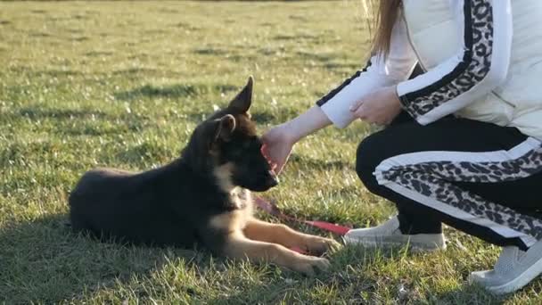 Maskeli genç bir kadın parkta sevimli bir köpekle oynuyor, köpeği eğitiyor, köpek komutayı yerine getiriyor. Koronavirüs salgını — Stok video