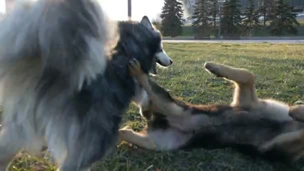 Sibirischer Husky-Hund mit einem Schäferhund in einem Park, der auf grünem Gras spielt. Zeitlupe — Stockvideo
