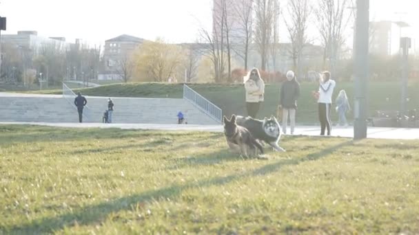 สุนัขฮัสกี้ไซบีเรียกับคนเลี้ยงแกะเยอรมันในสวนสาธารณะเล่นบนหญ้าสีเขียว การเคลื่อนไหวช้า — วีดีโอสต็อก