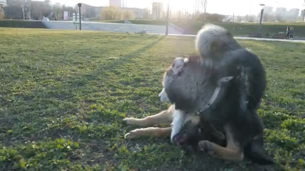 Σιβηριανό husky σκυλί με ένα γερμανικό βοσκό σε ένα πάρκο που παίζει σε πράσινο γρασίδι. — Αρχείο Βίντεο