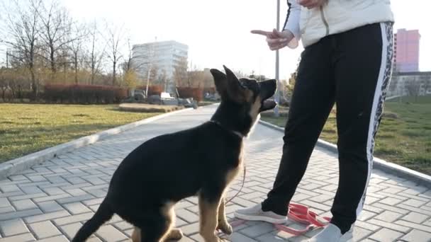 Женщина учит собаку команде. Немецкая овчарка в парке — стоковое видео