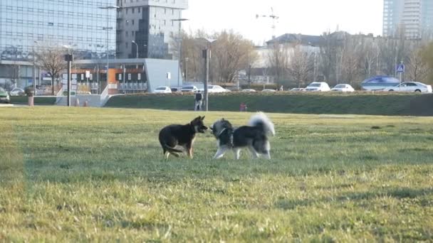 Σιβηριανό husky σκυλί με ένα γερμανικό βοσκό σε ένα πάρκο που παίζει σε πράσινο γρασίδι. — Αρχείο Βίντεο