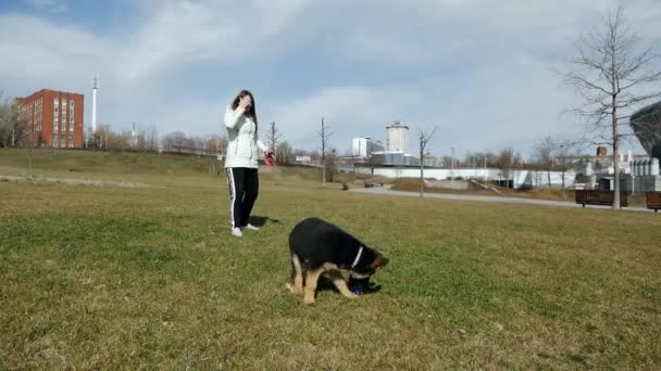 La chica lanza una pelota al perro, el perro corre detrás de él a través de la hierba y atrapa. — Vídeos de Stock