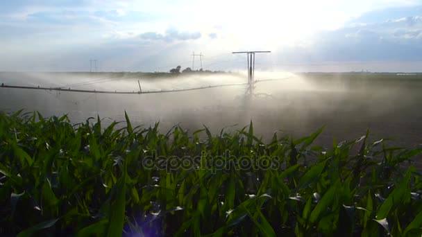 Irrigatie Van Paprika Veld Het Voorjaar Van — Stockvideo