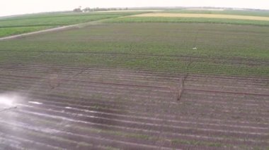 Bahar sulama kırmızı biber alanının. Havadan görüntüleri