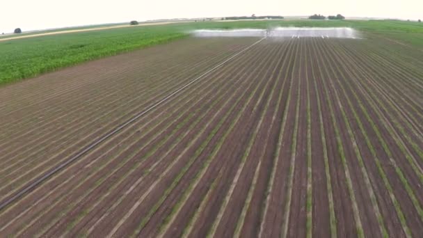 Riego Del Campo Pimentón Primavera Imágenes Aéreas — Vídeo de stock