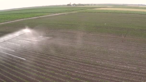 Irrigazione Del Campo Paprica Primavera Filmati Aerei — Video Stock