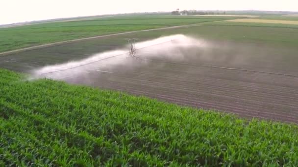 Riego Del Campo Pimentón Primavera Imágenes Aéreas — Vídeo de stock