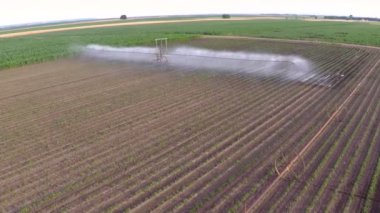 Bahar sulama kırmızı biber alanının. Havadan görüntüleri