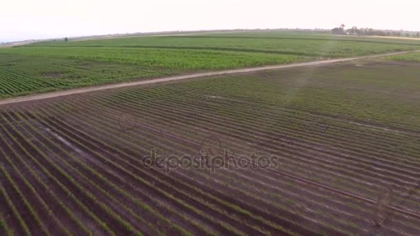 Irrigação Campo Páprica Primavera Imagens Aéreas — Vídeo de Stock