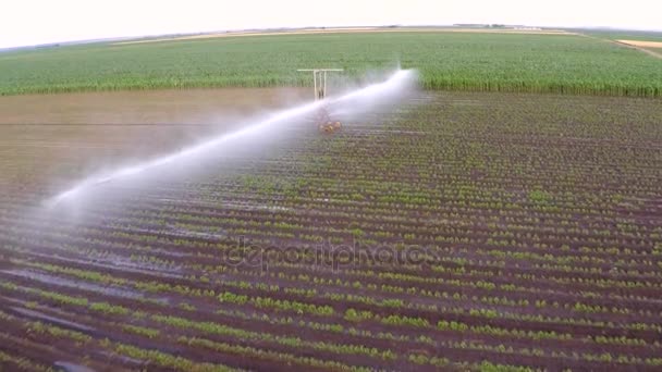 Irrigatie Van Paprika Veld Het Voorjaar Antenne Materiaal — Stockvideo