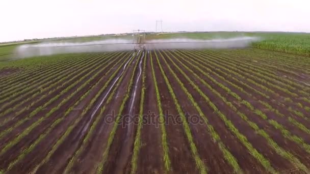 Irrigatie Van Paprika Veld Het Voorjaar Antenne Materiaal — Stockvideo