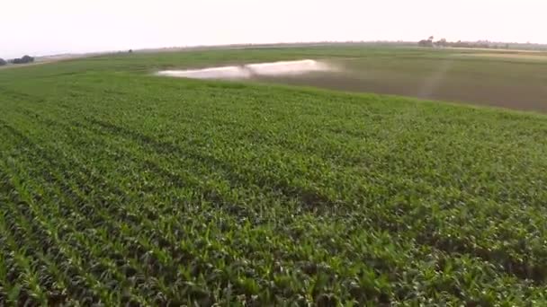 Bevattning Paprika Fältet Våren Antenn Material — Stockvideo