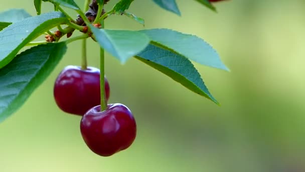 Cerezas Maduras Huerto — Vídeo de stock