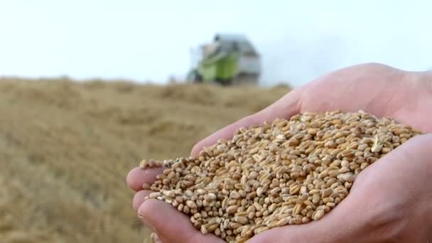 小麦を収穫します スローモーション映像 高速度カメラ — ストック動画