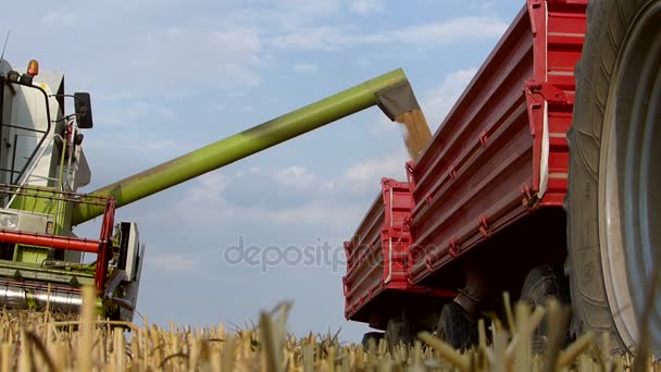 トレーラーにハーベスタ アンロード小麦を組み合わせる — ストック動画