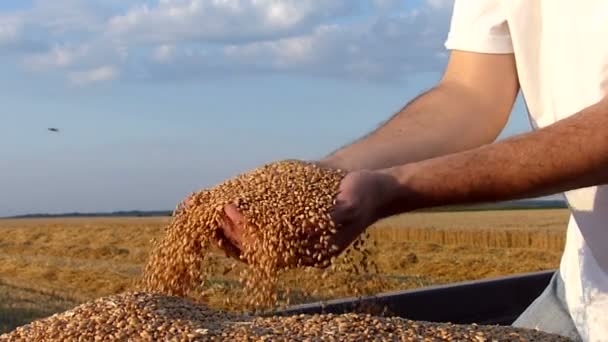 青年满意农民在收获期间享受小麦收入 慢动作视频 高速摄影机 — 图库视频影像
